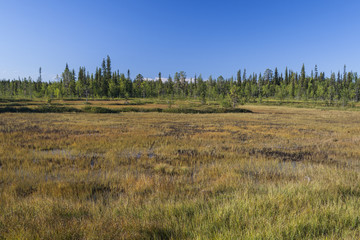 Vast swamps of the Muddus National Park above the polar circle - obrazy, fototapety, plakaty