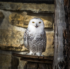 Happy Face Smiling Owl