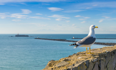 Go&eacute;land au bord de la mer