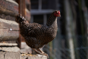 Free range chickens in field