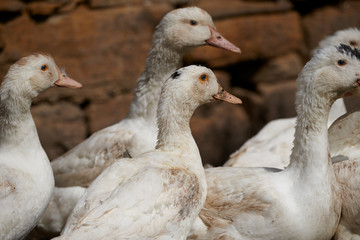 Close-Up Of Ducks On Field