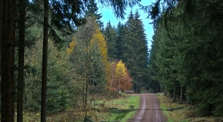 herbstwald