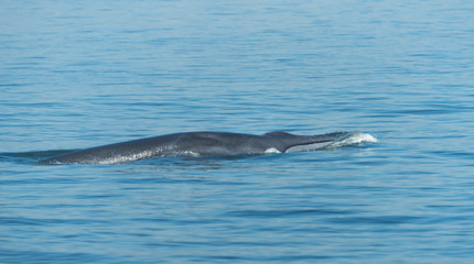 Fototapeta premium Big Bryde's Whale swim to the water surface to exhale by blowing the water into the air. There are many Bryde's Whale living in the gulf of Thailand; Thailand.