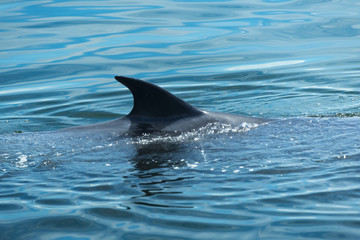 Fototapeta premium Big Bryde's Whale swim to the water surface to exhale by blowing the water into the air. There are many Bryde's Whale living in the gulf of Thailand; Thailand.