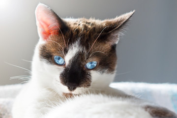 Chat au regard bleu