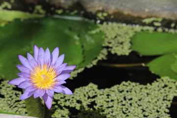 Yellow centre Blue Water Lily