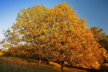Naklejka premium Colorful autumn in nature, gold leaves, nature colors