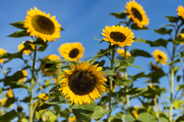 Sonnenblumen auf einem Sonnenblumenfeld mit blauem Himmel als Hintergrund (weit offene Blende)