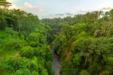 Fototapeta na wymiar Lush green tropical rainforest in Bali, Indonesia