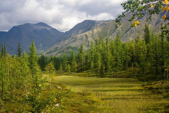 forest glade surrounded by trees and mountains