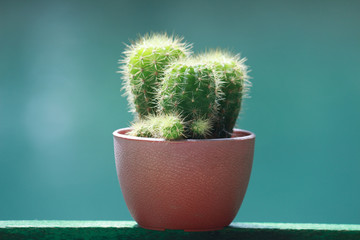  cute cactus in flowerpot
