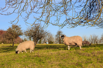 Sheep in a Field during Winter
