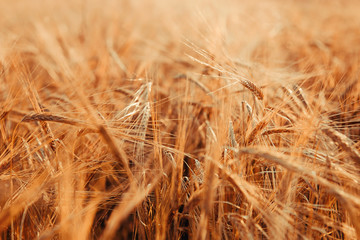 Wheat. Golden ears of wheat on the field.