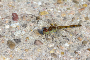 Großlibelle, Segellibelle, Libellulidae 