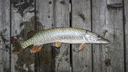 Northern Pike (Esox lucius) hooked at night and presented on a wooden deck 