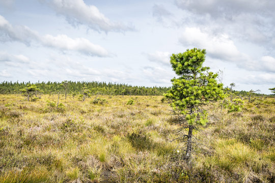 Wilderness landscape with a single pine tree