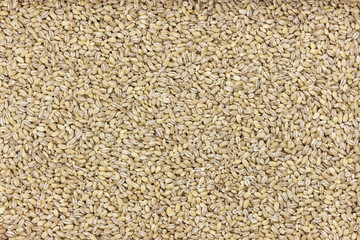 Pearl barley groats background