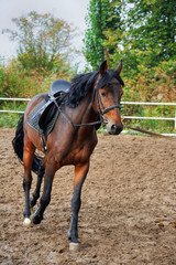 Horse  on the racetrack .