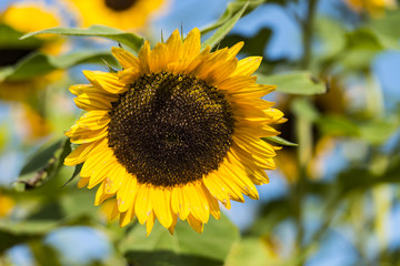 Naklejka premium Sonnenblume auf einem Sonnenblumenfeld (Detailaufnahme mit offener Blende)