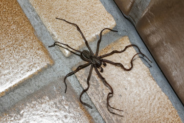 Spinne Hauswinkelspinne, Tegenaria domestica
