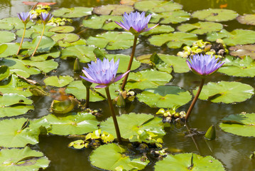 Water lilly, Nymphaea caerulea. Lilies Floating on a Lake. Purple Water Lily flowers in full Bloom. Guatemala
