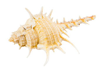 Sea shell isolated on white background with clipping path