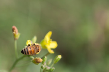 bee collects pollen on a wild rucola flower