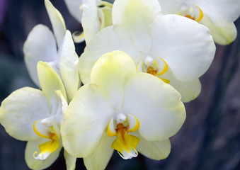 Orchid flower in tropical garden close up.Phalaenopsis Orchid flower close up.Floral background.Selective focus.