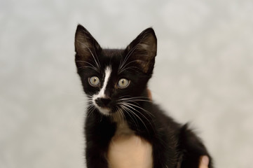Naklejka na ściany i meble A small, mongrel black kitten with a white breast.