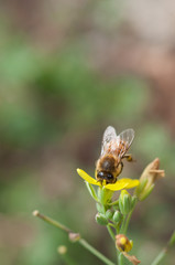 bee collects pollen on a wild rucola flower