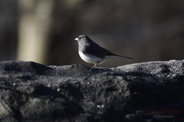 Dark-eyed junco