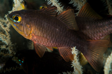 Naklejka premium yellow eye cardinalfish closeup