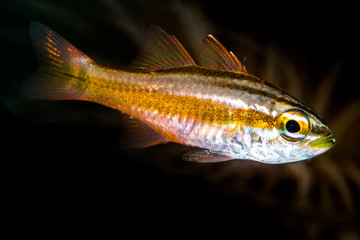 sharpline cardinalfish closeup