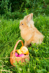 rabbit in the spring in the green grass