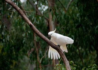 Beautiful white big cockatoo bird on tree branch