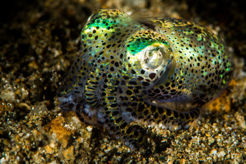 berry bobtail squid