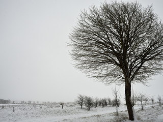 Winterlandschaft mit Baeumen und Bueschen, Winter landscape with trees and bushes
