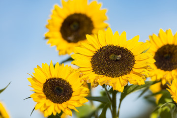 Sonnenblume auf einem Sonnenblumenfeld mit Bienen (Honigbiene) vor einem blauen Himmel