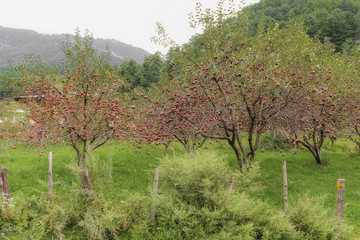 Red apples hanging from tree branches ready for harvesting in orchard in Bhutan
