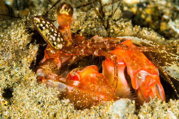 Fototapeta na wymiar lisa mantis shrimp