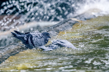 Pigeon having bath in the fountain at Tivoli 2