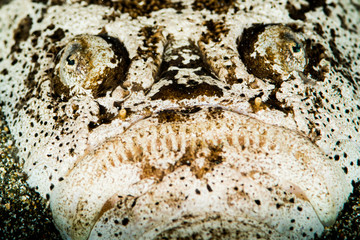 reticulate stargazer fish head closeup