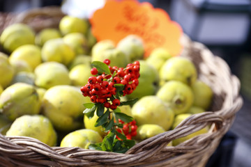 the colors of autumn