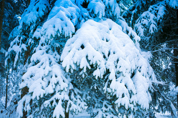 Winterlandschaft