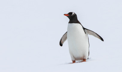 Antarctica Penguin