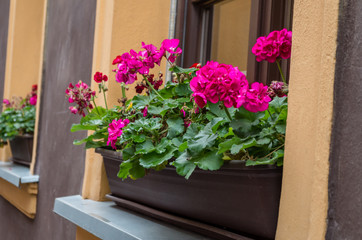Fototapeta na wymiar Pink flowers, Pelargonium, geraniums, storksbills in wooden pot on the windowsill