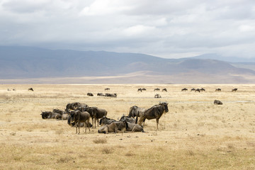 Fototapeta na wymiar Panoramic view inside Ngorongoro crater with Wildebeest, Tanzania, Africa
