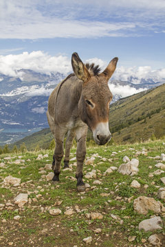 Esel auf einer Bergwiese im Trentino