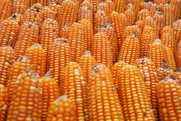 Dried corns stack, abstract texture color background.