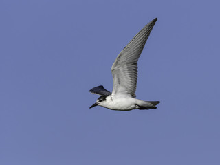 Fototapeta premium White-winged Tern in flight on Blue Sky
